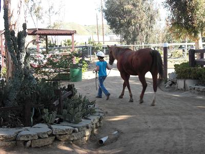 Welcome to the Rocking T Riding School